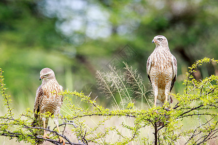 两只小猎鹰在树枝上转悠公园跨境季节食肉眼睛猎物动物野生动物猎人动物群图片