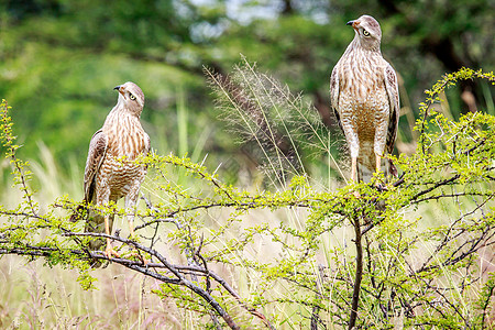 两只小猎鹰在树枝上转悠大草原猎鹰眼睛荒野猎物动物群生态公园捕食者季节图片