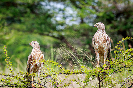 两只小猎鹰在树枝上转悠动物群猎物猎鹰沙漠野生动物天线眼睛摄影苍鹰捕食者图片