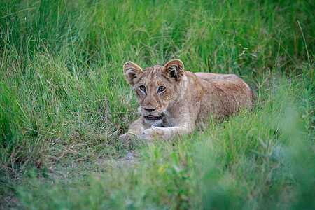 狮子幼崽躺在草地上狮子旅行野生动物幼兽国王大猫哺乳动物动物园食肉猫科图片