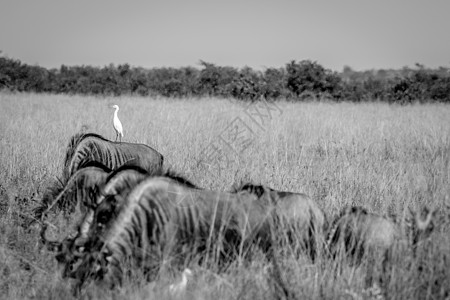 灰牛站在蓝色的野马峰上黑与白热带动物群动物学公园农场湿地生态侏儒荒野图片
