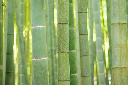 郁郁葱葱的绿色日本竹林背景生长绿色植物森林季节植物花园木头公园叶子旅行图片