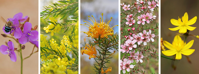 全景全景的澳大利亚野花图片