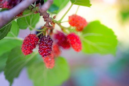 桑树特写在背景红色食物插图浆果蔬菜黑色团体叶子白色绿色图片