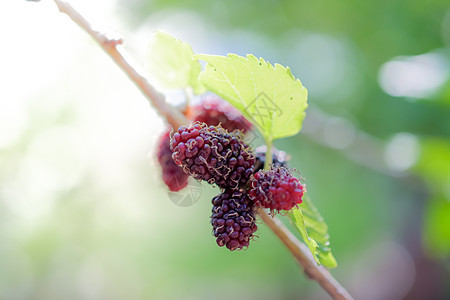 桑树特写在背景绿色团体水果照片黑色插图蔬菜食物叶子白色图片