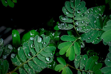 叶子上的水滴热带绿色生长液体植物反射花园雨滴宏观飞沫图片