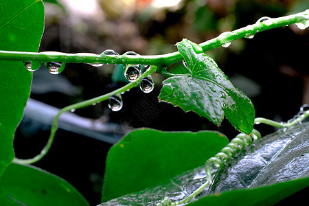 叶子上的水滴花园生长植物飞沫反射液体环境雨滴宏观绿色图片