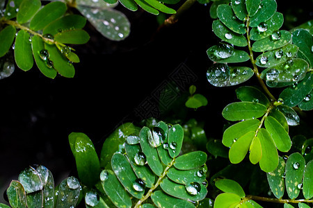 叶子上的水滴雨滴花园植物反射飞沫绿色环境热带液体宏观图片