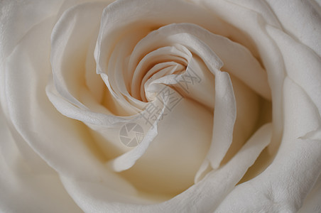 玫瑰花紧贴在背景红色玫瑰卡片花朵白色礼物花瓣念日花束植物图片