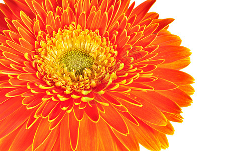 格贝拉菊花闭合宏观质地花瓣雏菊花园美丽格柏季节黄色植物群植物橙子图片