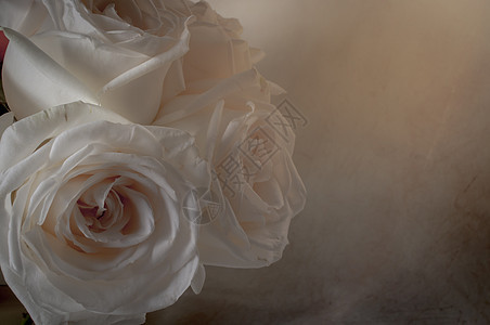 玫瑰花紧贴在背景粉色礼物庆典婚礼玫瑰白色红色花瓣卡片花束图片