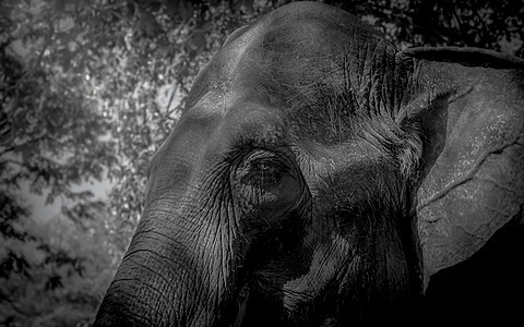 大象面朝近后格鲁蒙德图片