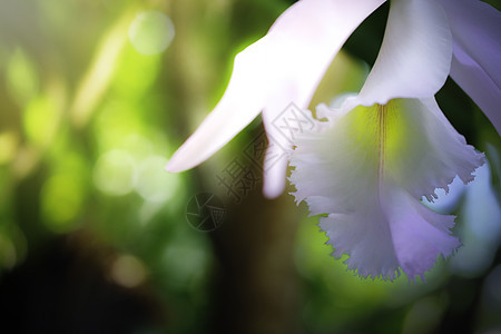 特写在背景上孤立的兰花图片