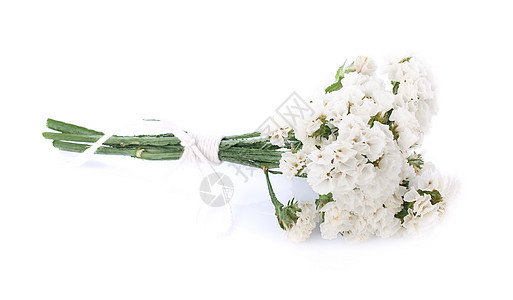 白色背景的鲜花特写 与白背景隔绝植物黄色百合生活粉色婚礼玫瑰脆弱性绿色美丽图片