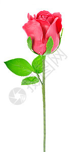玫瑰花紧贴在背景叶子周年卡片婚礼红色花瓣庆典粉色花束白色图片