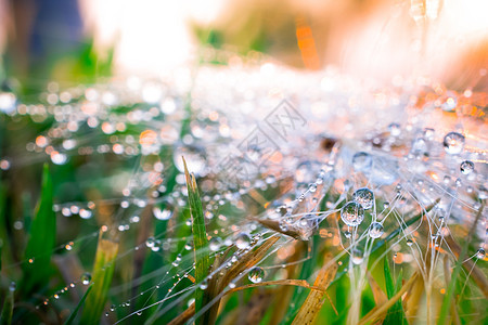 落叶时阳光照耀叶子太阳草地环境绿色水滴雨滴植物液体生长图片