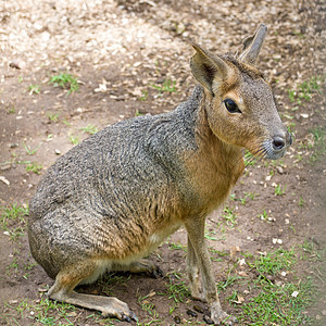 帕塔戈尼亚马拉语 多利霍蒂斯语 patagonum棕色动物园宠物哺乳动物动物草食性动物群野兔荒野野生动物图片