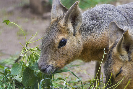 帕塔戈尼亚马拉语 多利霍蒂斯语 patagonum荒野动物群头发野兔草食性热带宠物野生动物哺乳动物动物园图片