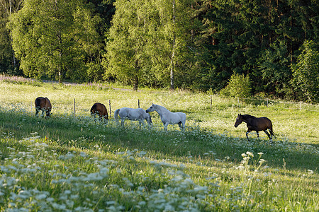 美丽的马群 在春草林中放牧草地场地农场动物良种农业荒野宠物哺乳动物牧场图片