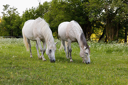两匹白马在春草中放牧农业哺乳动物草地农场牧场良种宠物太阳荒野野生动物图片