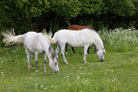 两匹白马在春草中放牧太阳牧场自由荒野动物马术草地农业宠物野生动物图片