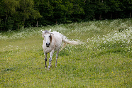 白马在春草中放牧良种食物场地牧场荒野农场草地宠物动物自由图片