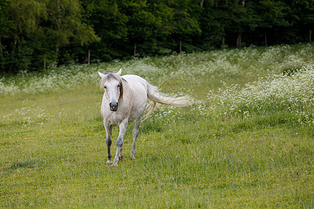 白马在春草中放牧良种食物场地牧场荒野农场草地宠物动物自由图片