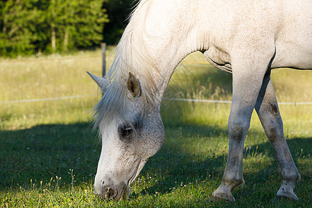 白马在春草中放牧自由农场良种草地哺乳动物宠物场地太阳荒野野生动物图片