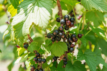 花园的黑莓树丛 在夏天闪烁着火花宏观农场植物收成食物水果团体醋栗饮食营养图片
