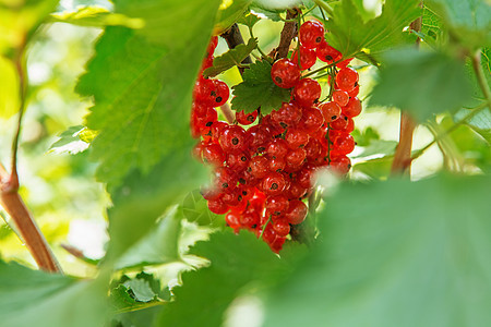 在花园里放红色的草莓甜点营养叶子植物宏观团体水果农业收成蔬菜图片