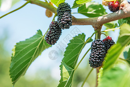 广式甜点黑熟和红不熟的鲜草莓紫色团体甜点蔬菜黑质叶子浆果食物收成衬套背景