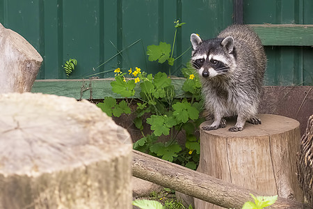 Raccoon 丙环龙光灯野生动物动物森林棕色食肉黑色宠物眼睛好奇心哺乳动物图片