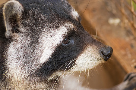 Raccoon 丙环龙光灯动物群好奇心哺乳动物棕色森林黑色眼睛荒野食肉宠物图片