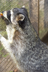 Raccoon 丙环龙光灯好奇心动物群野生动物浣熊白色宠物动物森林食肉动物园图片