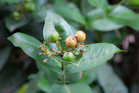 Ixora 花籽种子美丽花瓣植物红色球菌叶子热带花朵花园丛林图片