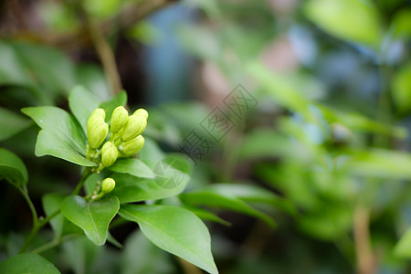 橙色杰西胺花植物香水化妆品绿色花瓣木头风格茉莉花装饰情调图片