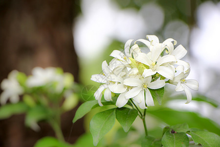 橙色杰西胺花花瓣茉莉花美丽化妆品异国木头绿色叶子装饰香水图片