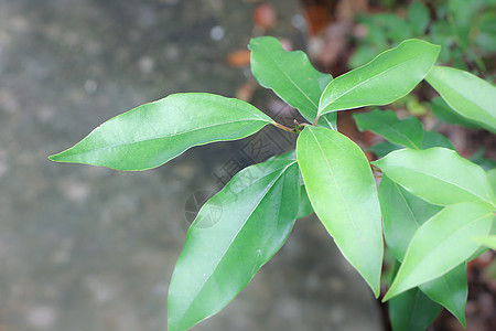 Cinnamoum 露营树叶天篷街道桂冠环境叶子植物樟脑樟科肉桂绿色图片