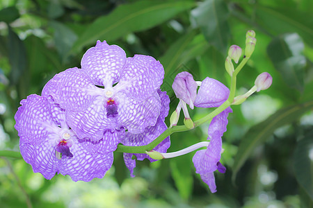 紫兰花花紫色白色植物学兰花美丽宏观粉色热带植物群植物图片