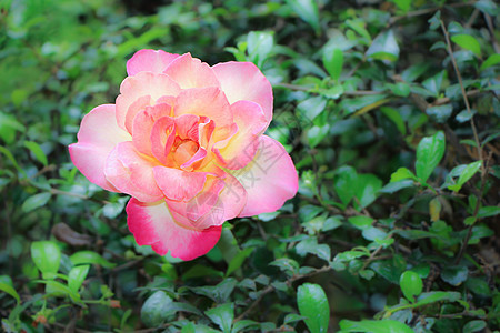 黄色粉红玫瑰花的近距离植物白色宏观花瓣花园玫瑰植物群花束红色花朵图片