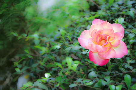 黄色粉红玫瑰花的近距离植物群花园宏观花瓣玫瑰花束白色绿色花朵美丽图片