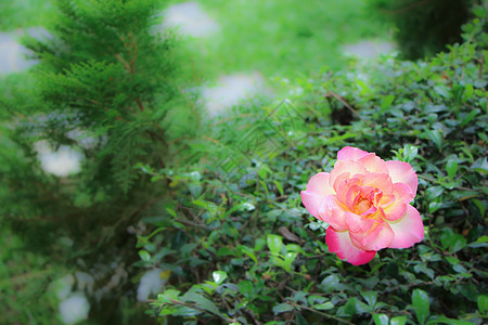 黄色粉红玫瑰花的近距离粉色植物群花束花朵美丽花瓣绿色红色玫瑰植物图片