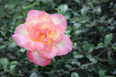 黄色粉红玫瑰花的近距离白色花朵绿色植物群红色花瓣植物美丽花园花束图片