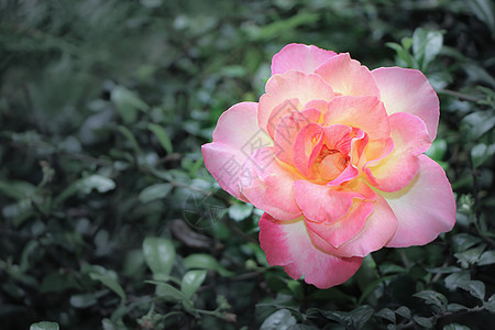 黄色粉红玫瑰花的近距离花园玫瑰白色花瓣美丽花束绿色红色粉色宏观图片