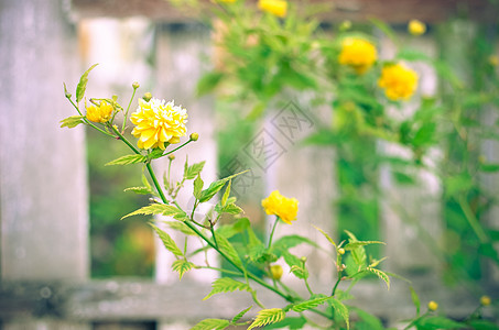 号在全面摇摆植物叶子花园李子季节粳稻灌木花朵花瓣宏观图片