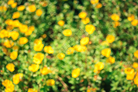 Purslane 常见模糊叶子植物群植物学花瓣黄色生长美丽猪草粉色植物图片