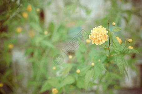 号在全面摇摆李子衬套植物群花朵花瓣花园叶子宏观灌木玫瑰图片