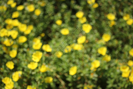 Purslane 常见模糊绿色植物学生长花园热带叶子花瓣黄色猪草美丽图片