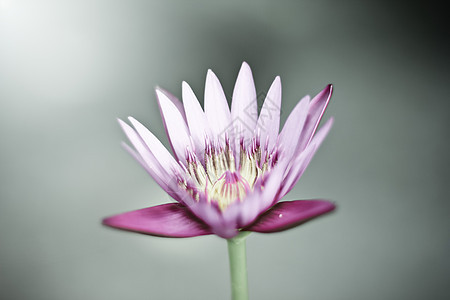 粉粉莲花回春花热带照片植物群绿色池塘荷花花瓣白色粉色过滤图片