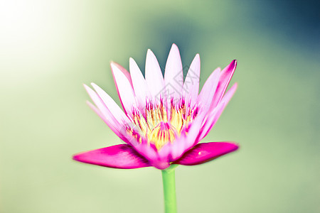 粉粉莲花回春花花瓣绿色植物粉色照片过滤热带植物群荷花白色图片